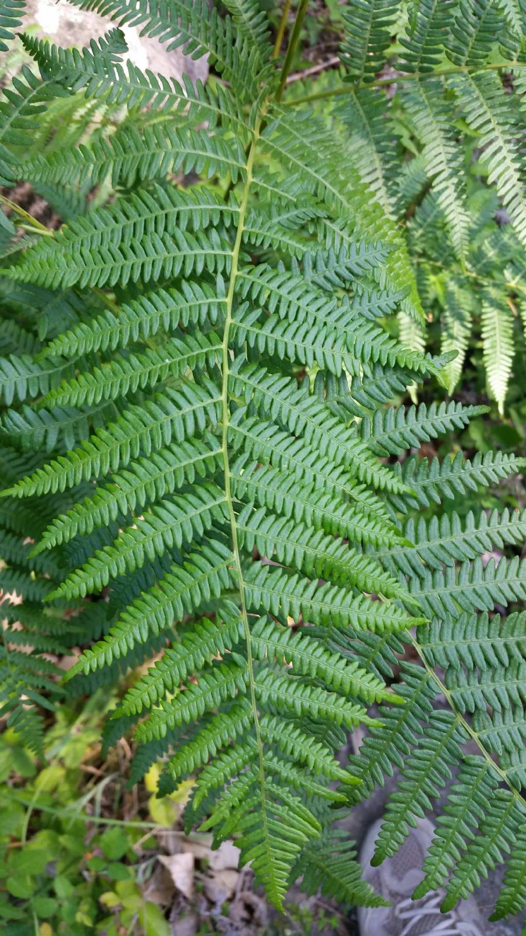 Pteridium aquilinum